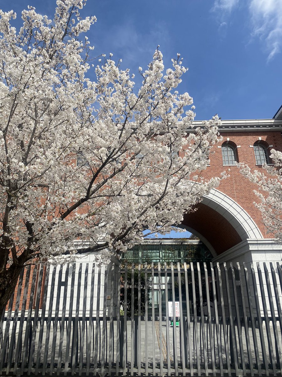 烏丸・志高館前は満開。