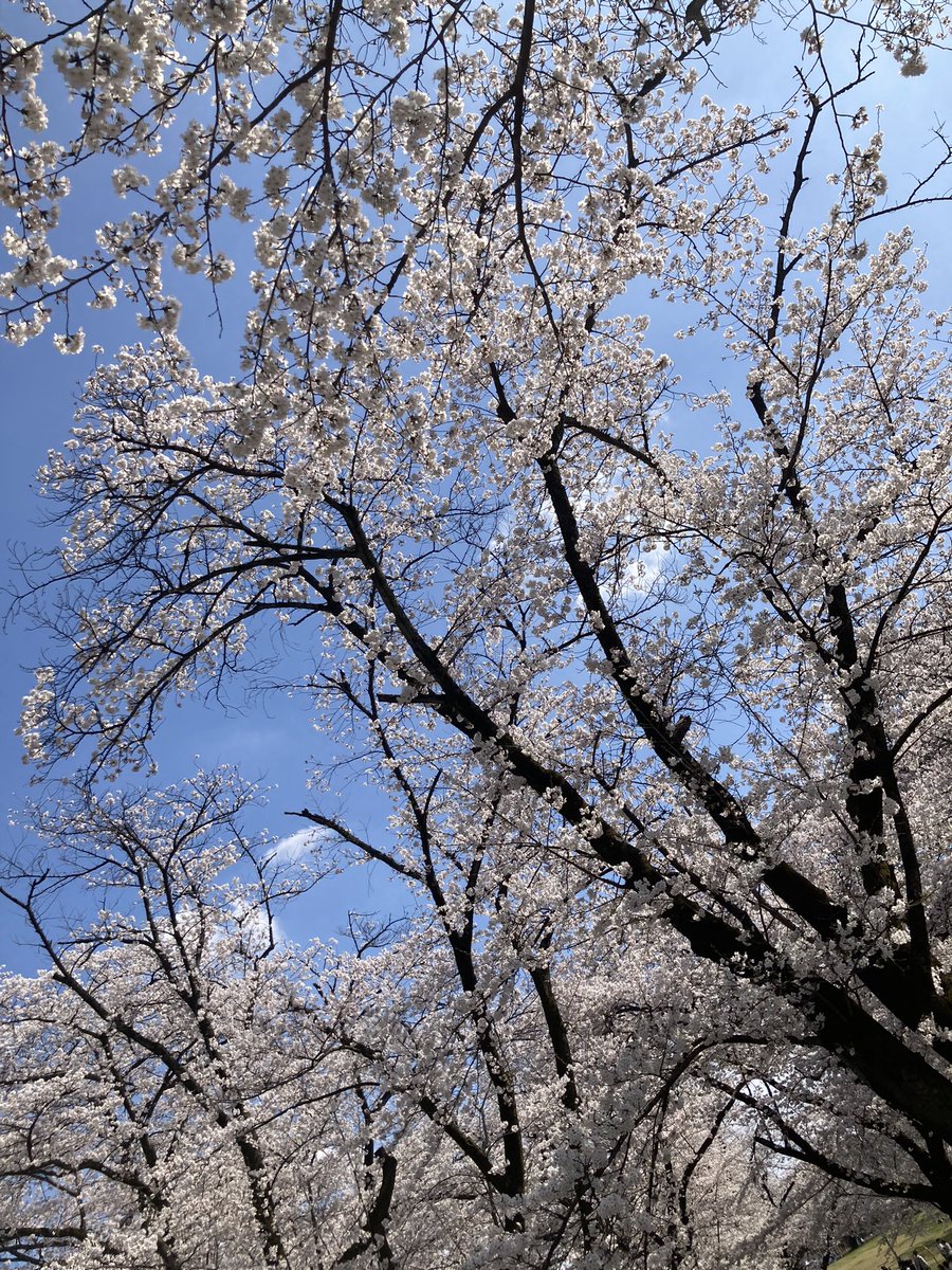 お花見最高ドワっ♪