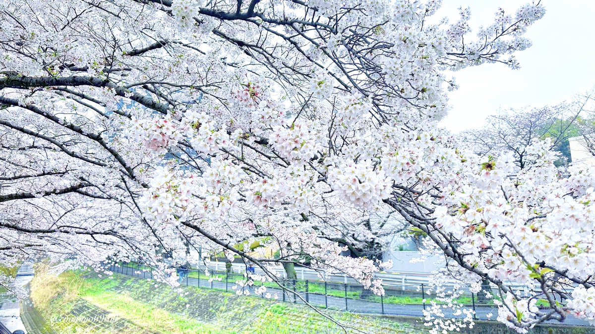 2年振りに❔お友だちと多摩センターでお花見できてうれしかったです➰🌸🌸