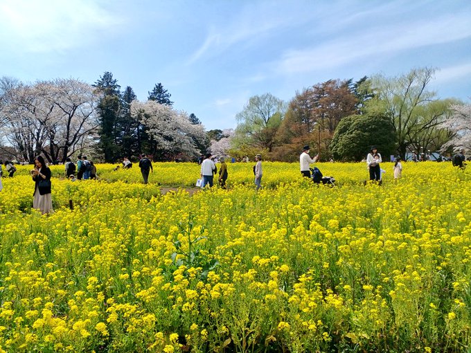 春休み最終日、雨予報のはずが晴天だったのでお花見に行ってきました綺麗だった! 