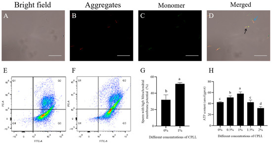 🧐 A paper, published in the @Biology_MDPI, investigates the consequence of CPLL supplementation on the post-thaw quality of cryopreserved goat sperm. These findings will provide novel insights into sperm cryobiology. 🔗 mdpi.com/2108348 #GoatSperm #Cryopreservation #CPLL