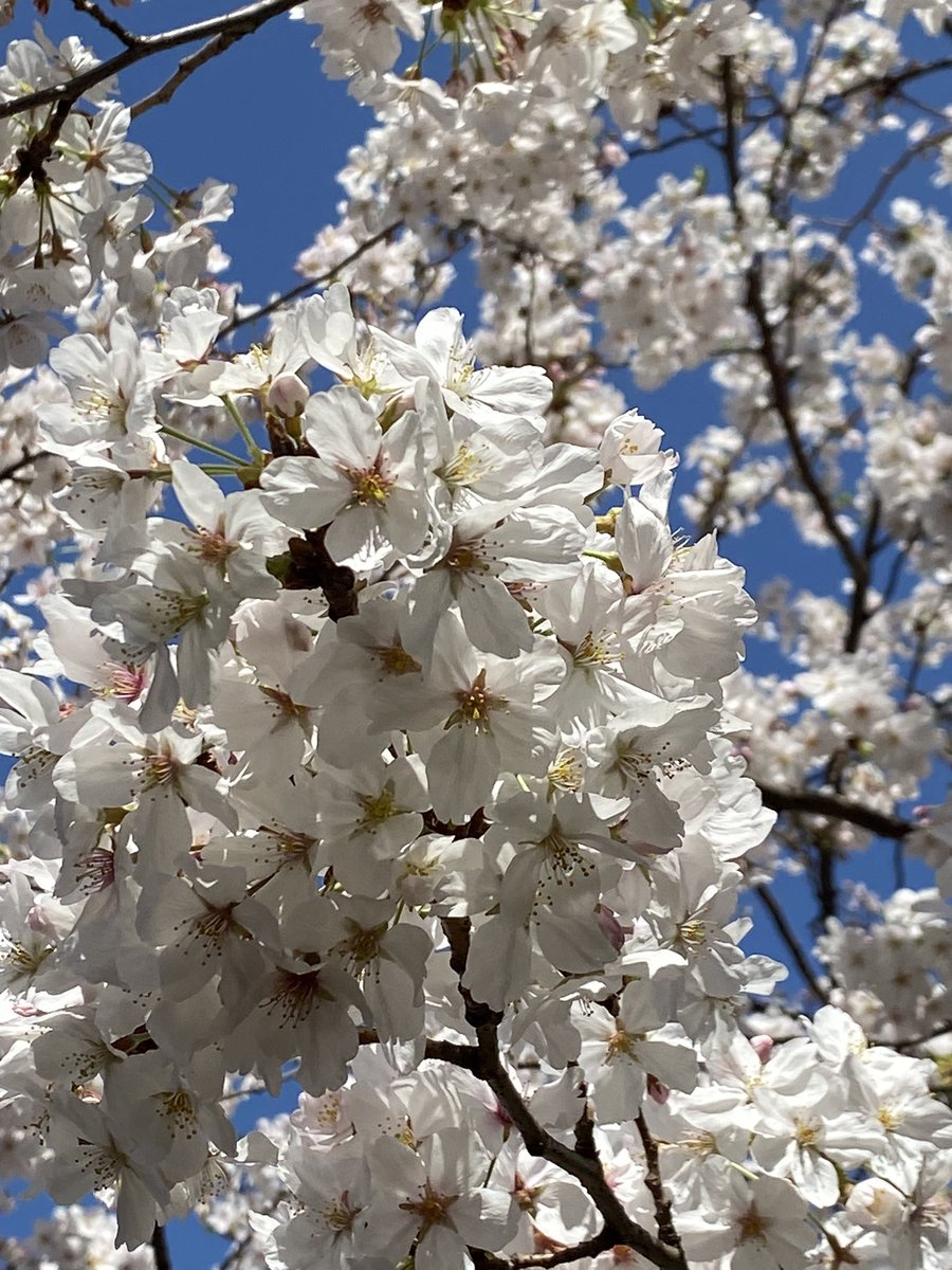 今日、暖かくてよかった！
絶好の花見日和🌸