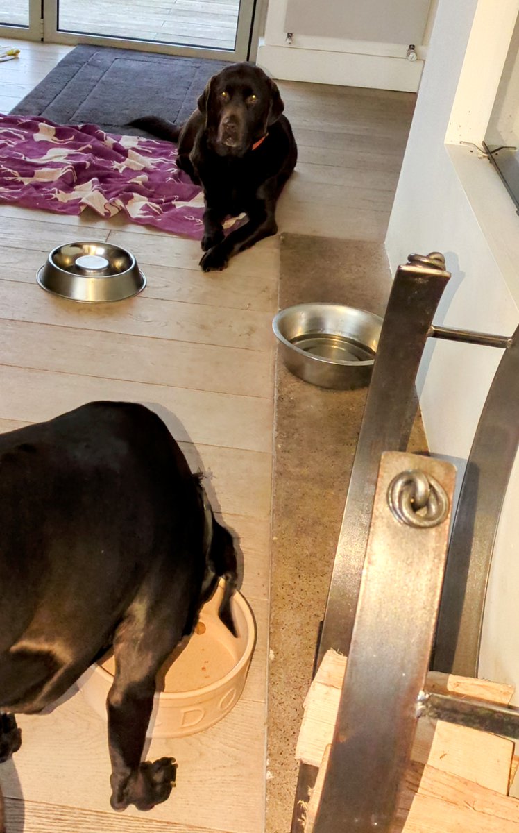 fionaricha48902's tweet photo. "I finished ages ago."
When a slow feeder doesn't even slow you at breakfast 💪
#labrador #fasteating https://t.co/oMDArS9JiX