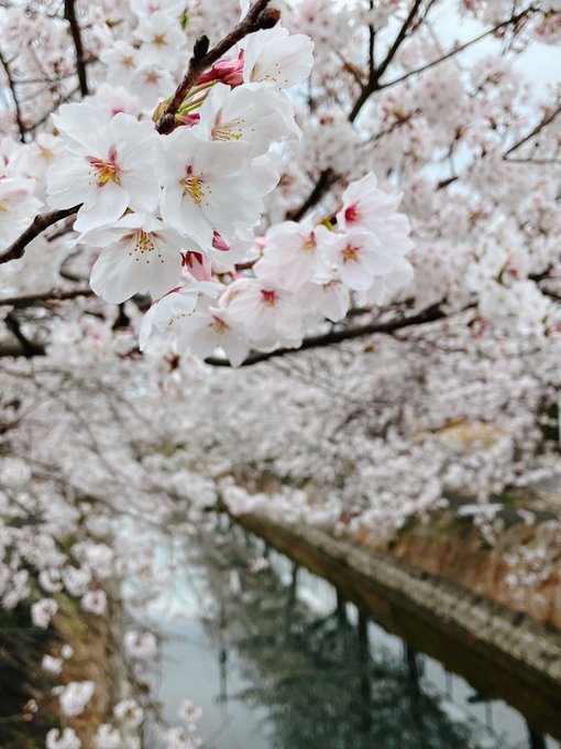 「bridge cherry blossoms」 illustration images(Latest)