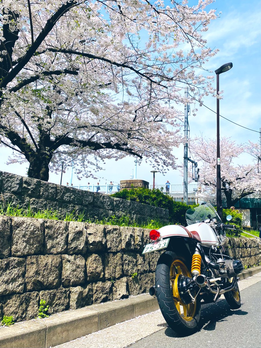 隅田川沿い桜満開！