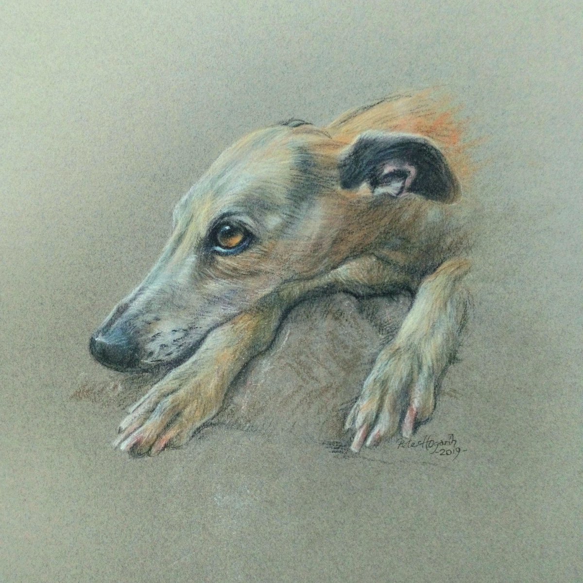 A portrait of a Whippet to greet you today.  I was commissioned to portray this gentle soul in 2019. -soft pastels on Canson Mi Teintes paper 😊