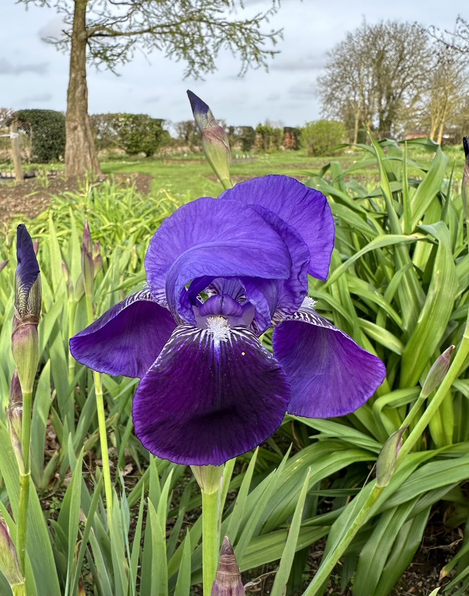 Iris germanica flowering nicely now only just behind the first dwarfs as usual, always a welcome sight in the beds. #irisgermanica #speciesiris #purpleiris #tallbeardediris #irises #firstflowers #iris #fieldgrown #seagatenurseries