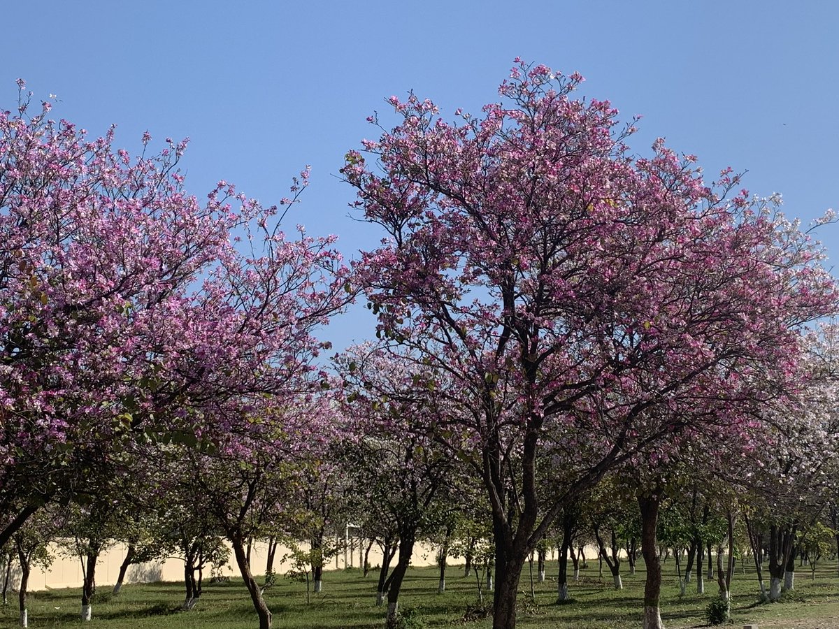 Leslie Scanlon tweet media