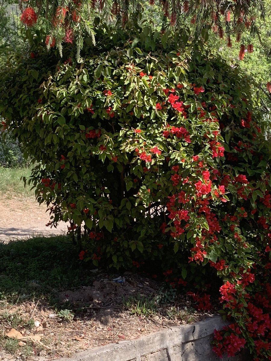 Leslie Scanlon tweet media