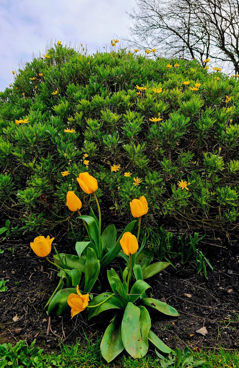 Sunday yellow at The Royal William Yard 💛 #SundayYellow @RoyalWilliamYd #tulips #Plymouth