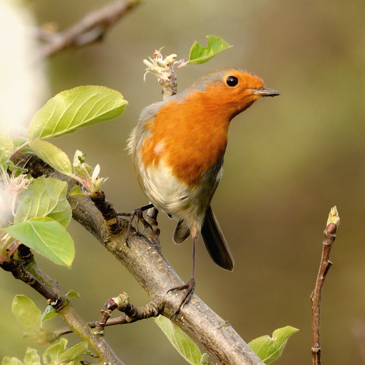 Resident #robin. 

#TwitterNatureCommunity #BirdsofTwitter #nature #birdtwitter #wildlife #birds #redbreast