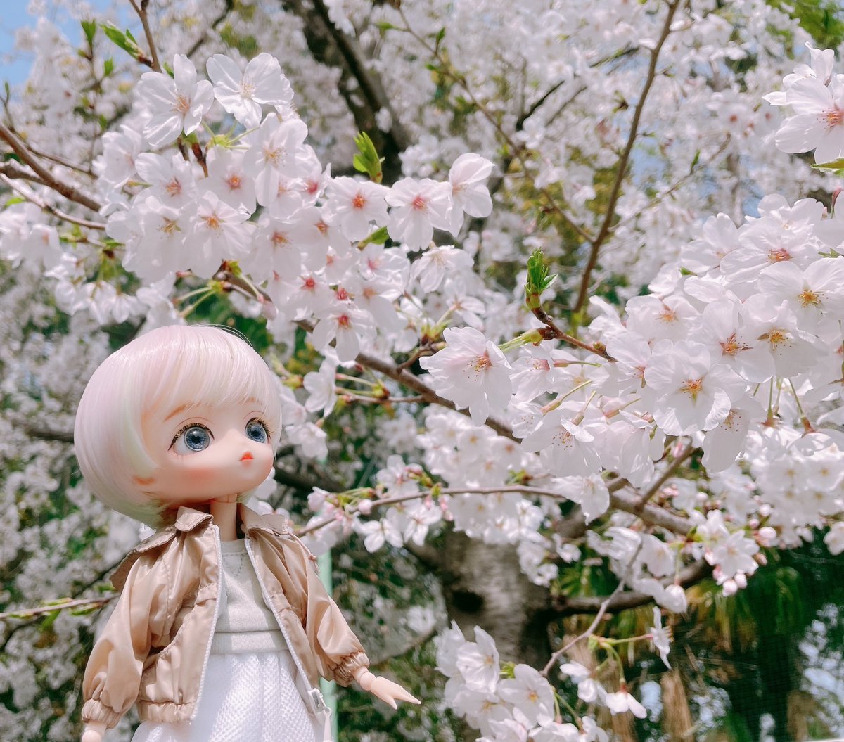 桜を眺めながら近所をのんびりお散歩🌸

#Harmoniabloom
#ハルモニアブルーム
#mimiel_doll