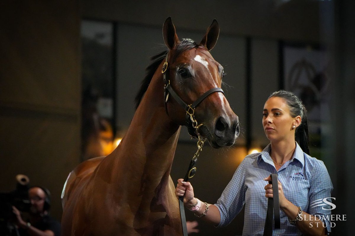 Wow … What a result! @AWilliamsBldstk goes to $950K to secure Lot 82 of the @SledmereStud @inglis_sales Easter Yearling Sale draft. This magnificent Zoustar filly is a daughter of Invictus Salute who was bought off the track by the farm for her breeding career. What a start!