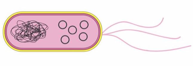 A mechanistic step in the genesis of secondary chromosomes from plasmids ✍️@FlorianFournes, Manuel Campos, @epcrocha, Philippe Rousseau, François Cornet and colleagues @CbiToulouse 📄biorxiv.org/content/10.110…