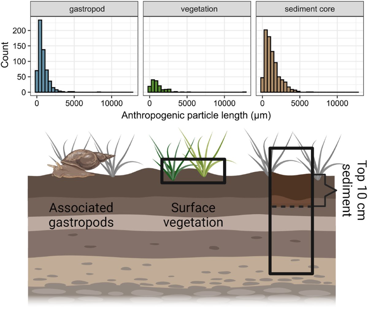 📢 New paper! 📢 Led by @janine_ledet in #MarineEnvironmentalResearch confirms that anthropogenic particles, including #microplastics, were ubiquitous within and outside #seagrass beds across sediment, vegetation & associated gastropods. Great job! 🌿🌟doi.org/10.1016/j.mare…