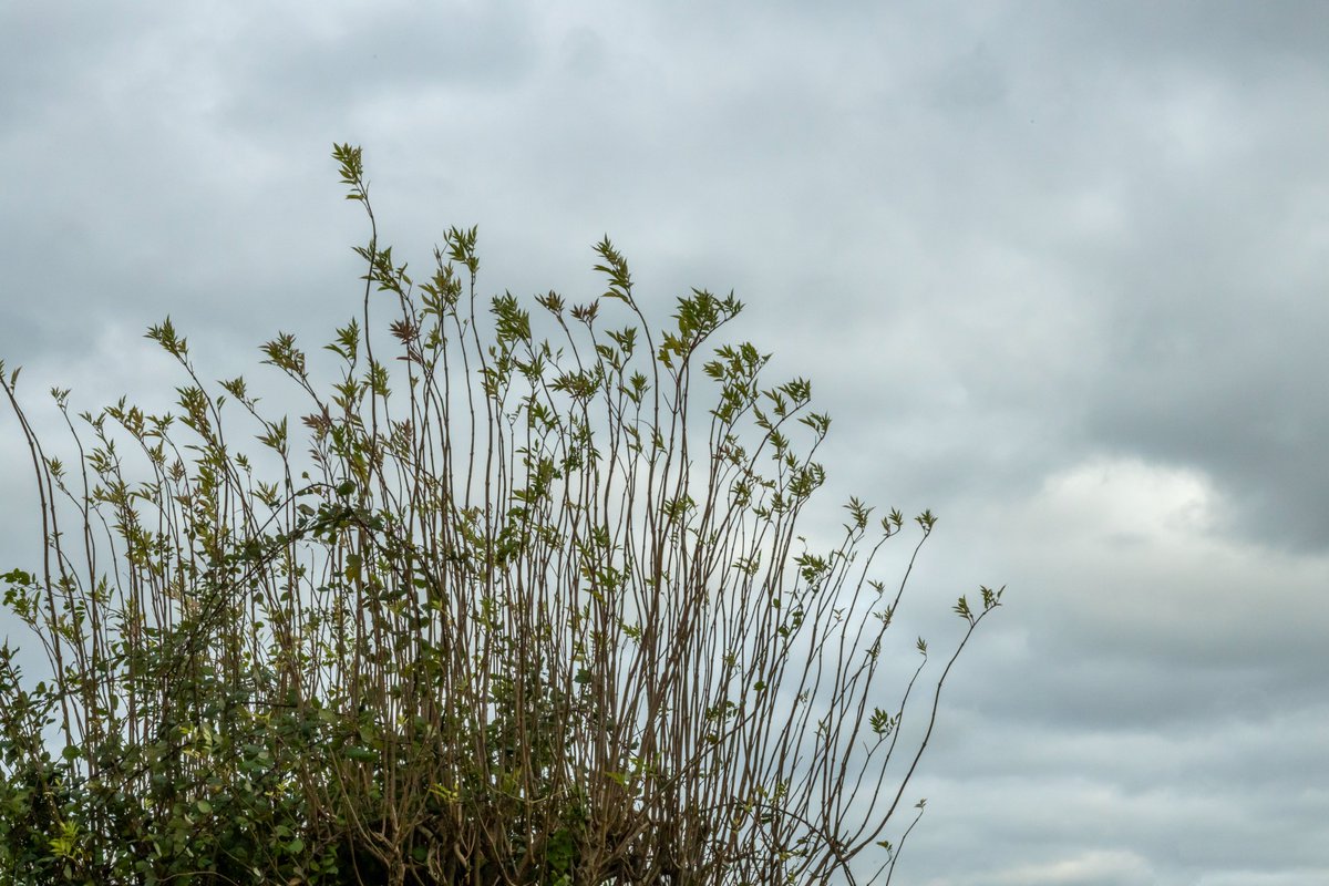 'Every flower is a soul blossoming in nature.' - Gerard De Nerval
#framingFrames

#Cinematography #FilmStudent #arT #SetLife #Peace #Reduce #Words #ShortFilm #Bollywood
#CityscapePhotography