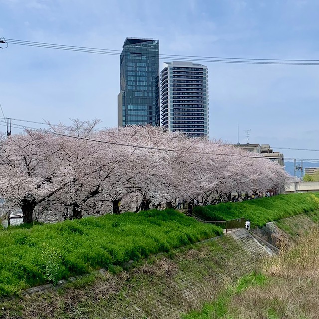 🌸お花見びより🌸
一気に満開ですね～桜🌸彡
天野川の見事な桜並木🌸🌸
＃枚方 ～ #八軒家 浜までの #舟運 も無事出航🚤
大川の桜並木、さぞ美しいでしょうね🥰
春&amp;秋の期間限定運航♬
ご予約は：#一本松海運（株）050-1807-4118
お問合せは：#鍵屋資料館　072-843-5128　
↓詳細はこちら↓