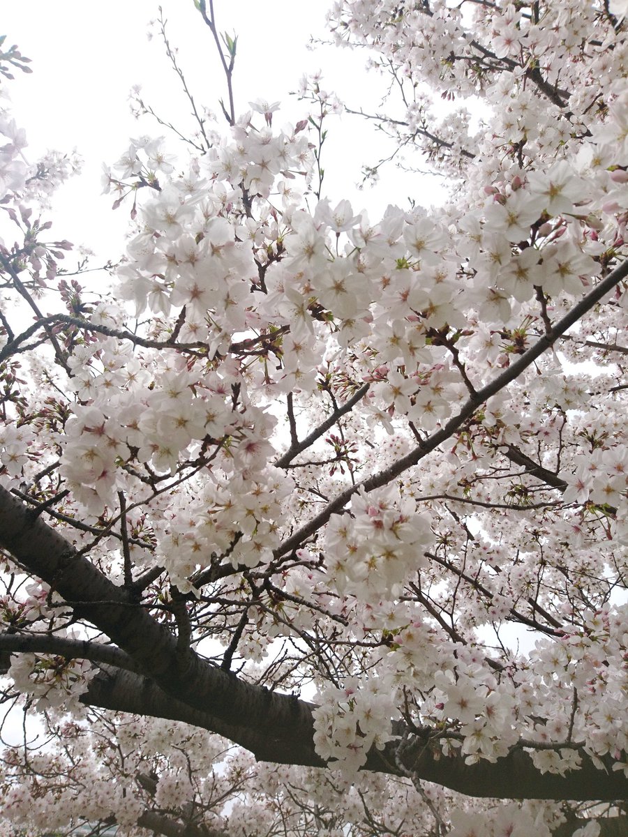 「今日の桜 」|左文字門侍のイラスト
