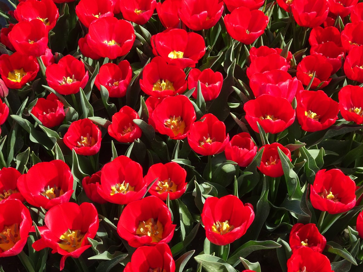 Vandaag is rood #tulpen #camer_a_pril @jolandabrwr #fotochallenge #rood