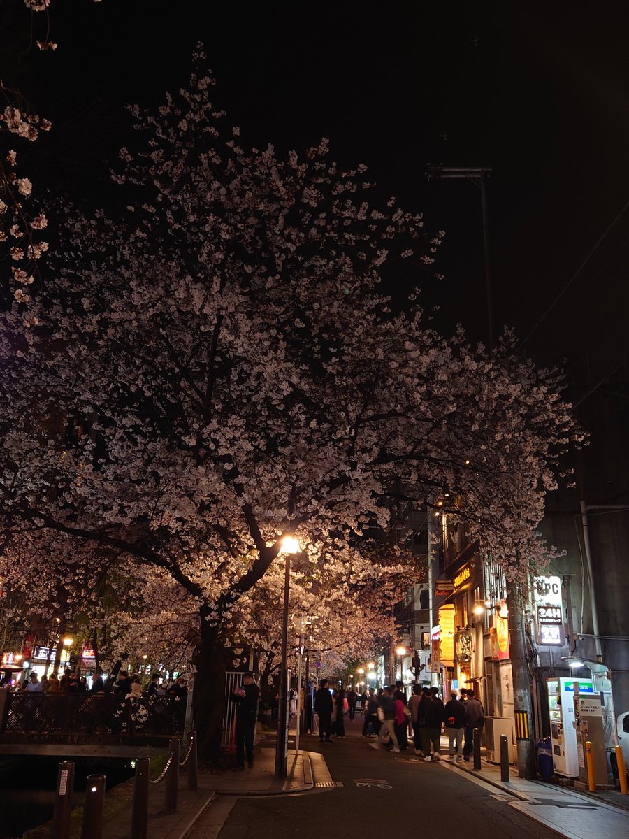 kasumis2020's tweet photo. 京都、夜の木屋町、高瀬川沿いの桜です🌸 https://t.co/rFkUz2K9ry