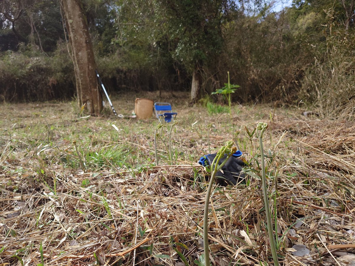 山はワラビ畑状態… あと3日たてばちょうどいい丈になるんだけど仕事を休めないから短めだけど収穫します🙆 #山菜