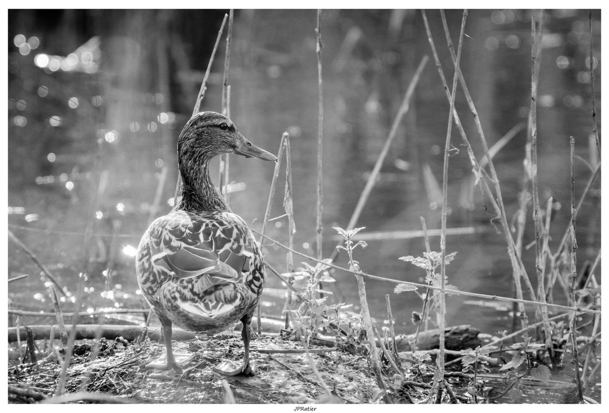 👋🙂

#justgoshoot #shotzdelight #photoftheday #moment
#photographyaddict #naturephotography #nature
#natureisbeautiful #photographynature #amazingnature
#bnwphoto
#blackandwhitephoto #bnw_photography
#marais #lille #nord #hautsdefrance