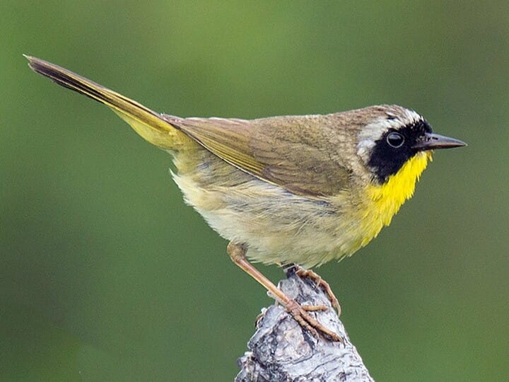 @whitejsakai just on a quick google search it might be some kind of yellowthroat?