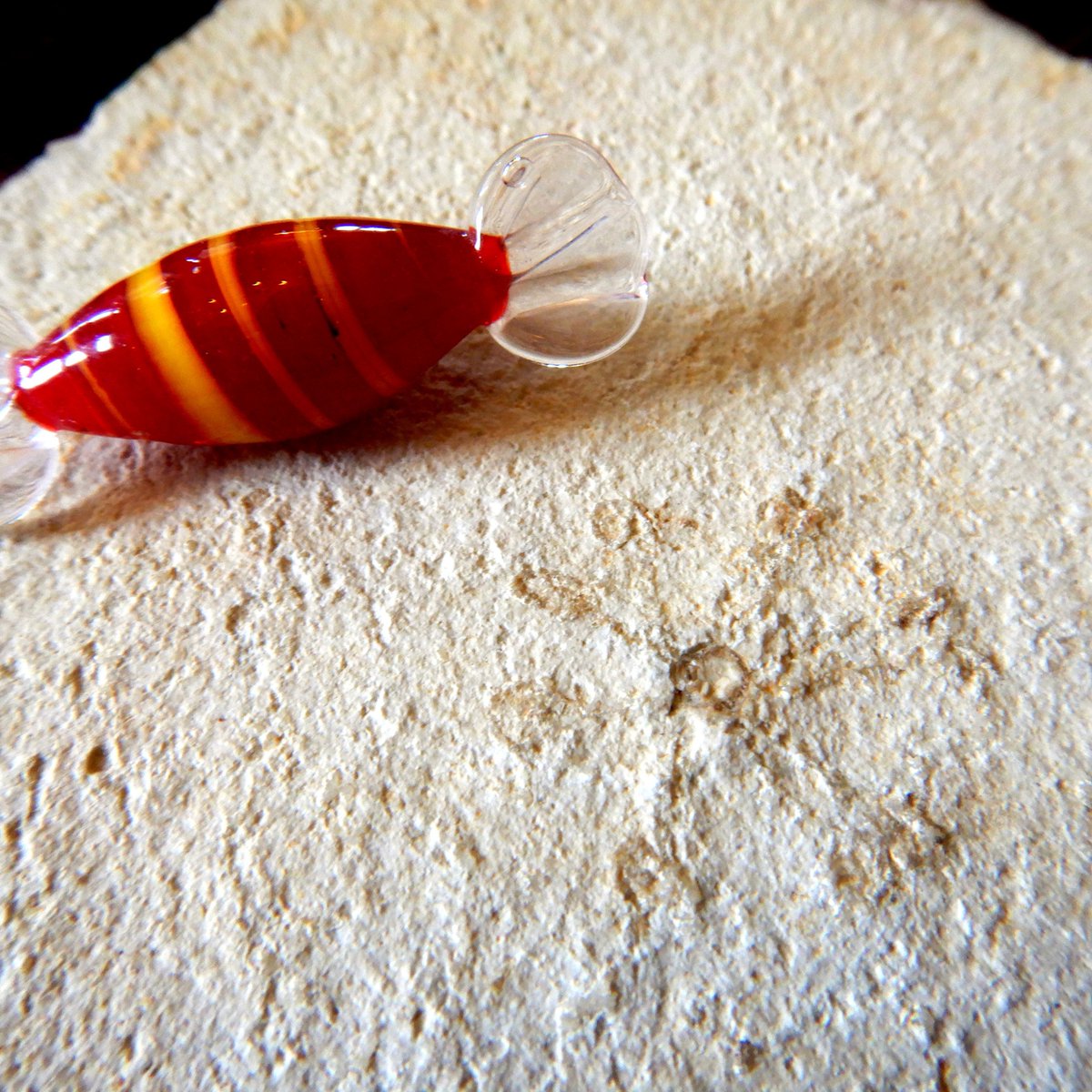 ABaucon's tweet photo. This is inspired by #GlassCandy, an amazing electronic #music duo. Their Digital Versicolor song seems to describe the glass candy of the photo I made: "This is red, red x4, This is orange, orange x4". However, Glass Candy do not cite Saccocoma, the fossil crinoid in the image! https://t.co/dBhVHMQDYa