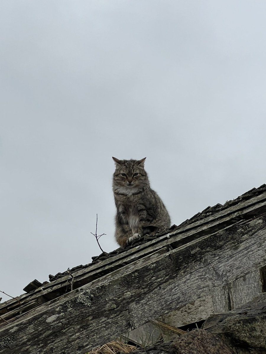 MrMadis's tweet photo. Jautājums zinātājiem. Šis putns ir pūce vai ūpis? https://t.co/HA9gk0d57d