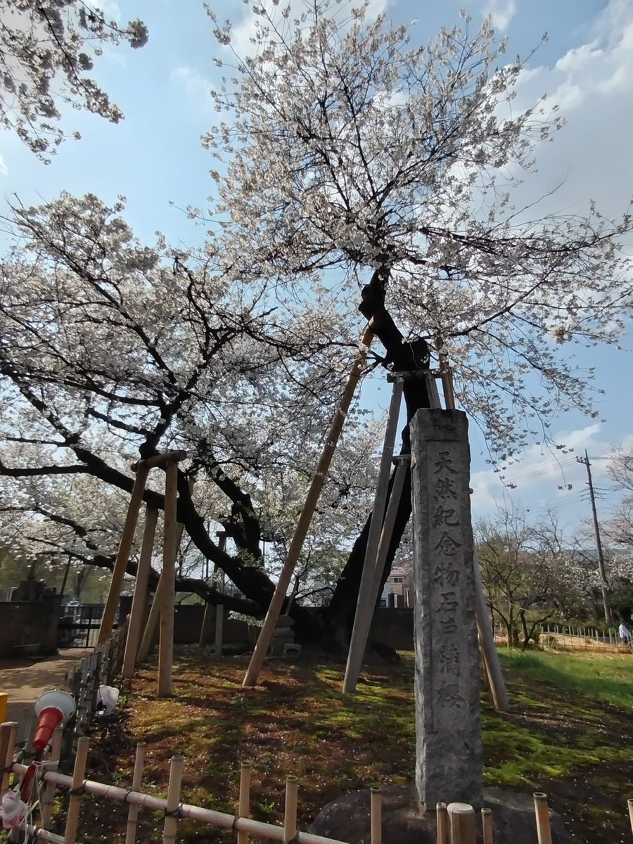 a93f58ff4877464's tweet photo. 北本市の蒲桜を見に来た。以前は無かった木の支えがたくさん。
でも綺麗よね🌸 https://t.co/S9qJ1YPU2L