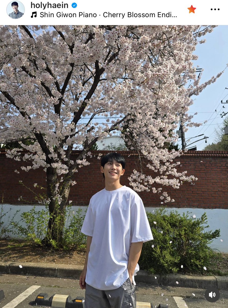 There you go the annual spring cherry blossom post of Jung Haein @ActorHaein 정해인🌸🌸🌸 is here Enjoy the blooms while they last as this is the last weekend for full bloom trees Happy spring filming with the #GoldenBoy #MomsFriendsSon #Epmchina team Haein!