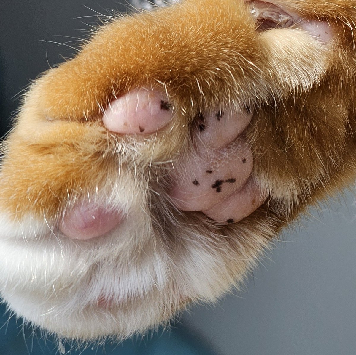 호두 발바닥 점이 더 생겻는데
우울한 곰돌이 모양이라 아침부터 함박웃음
(그린 거 아니구 점입니다)