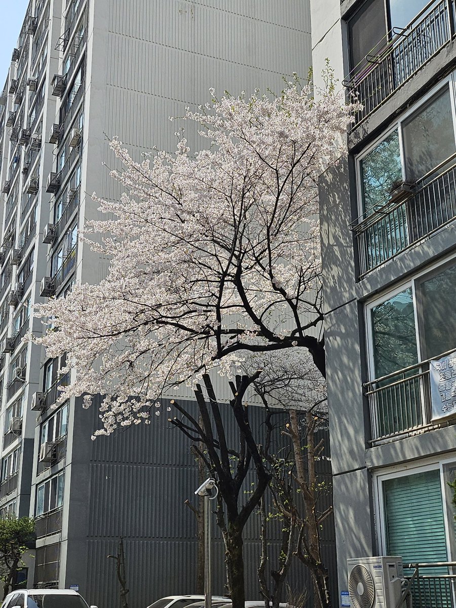 오늘도 너무 맛...있..는 식단과 넘나 이쁜 벚꽃🙂