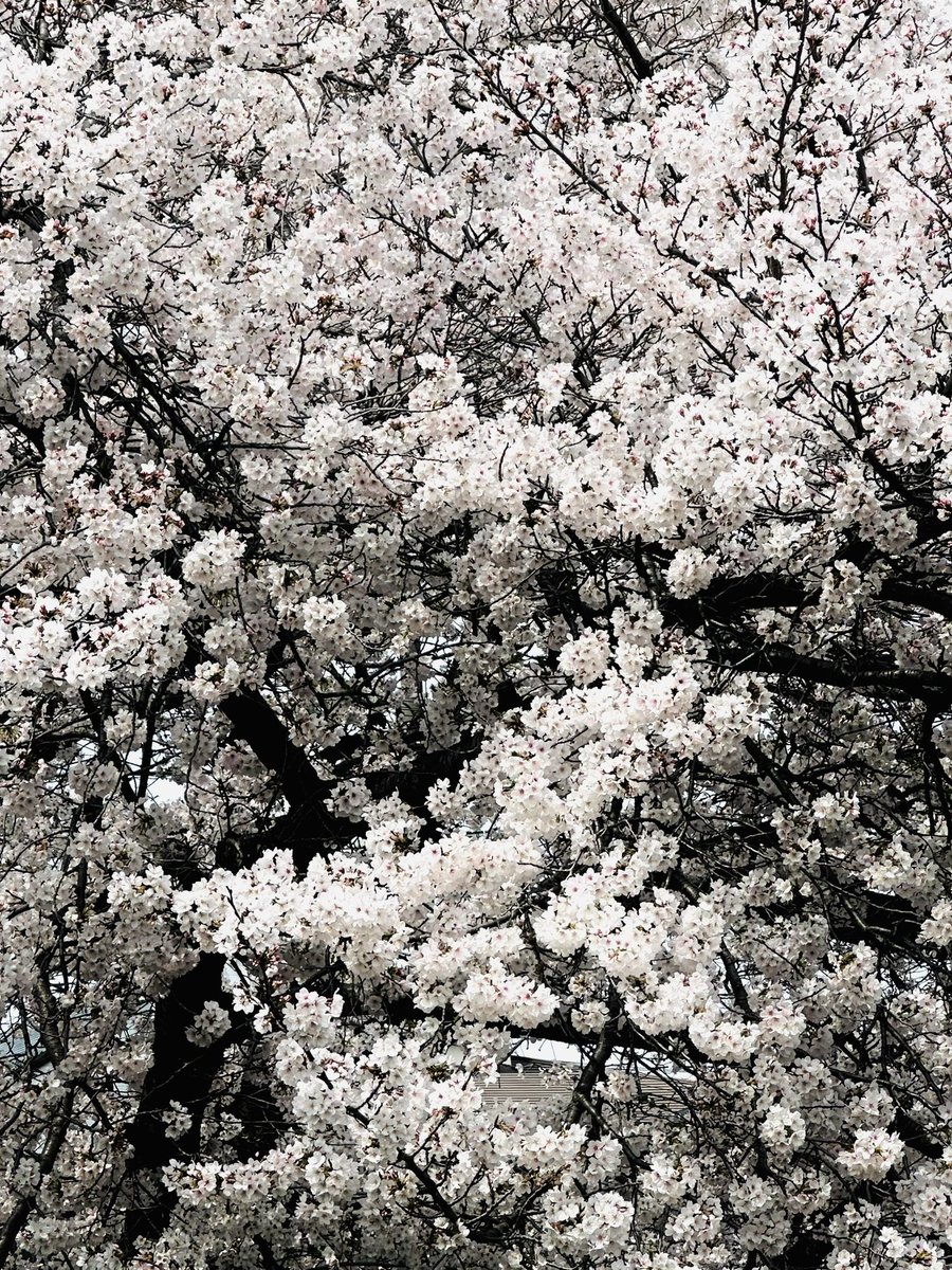 今日見た桜は強かった…