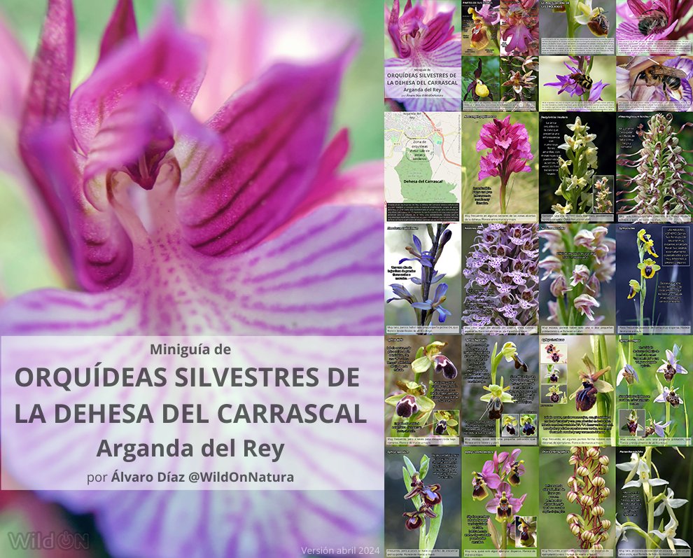 @wildonnatura.bsky.social tweet media