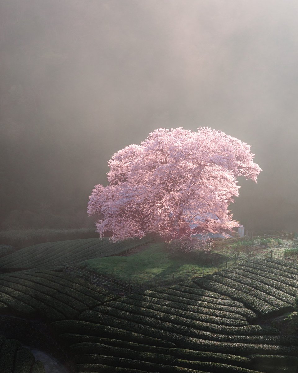 静岡にある一本の桜の木。
人生で一度は見てほしいくらいに綺麗。