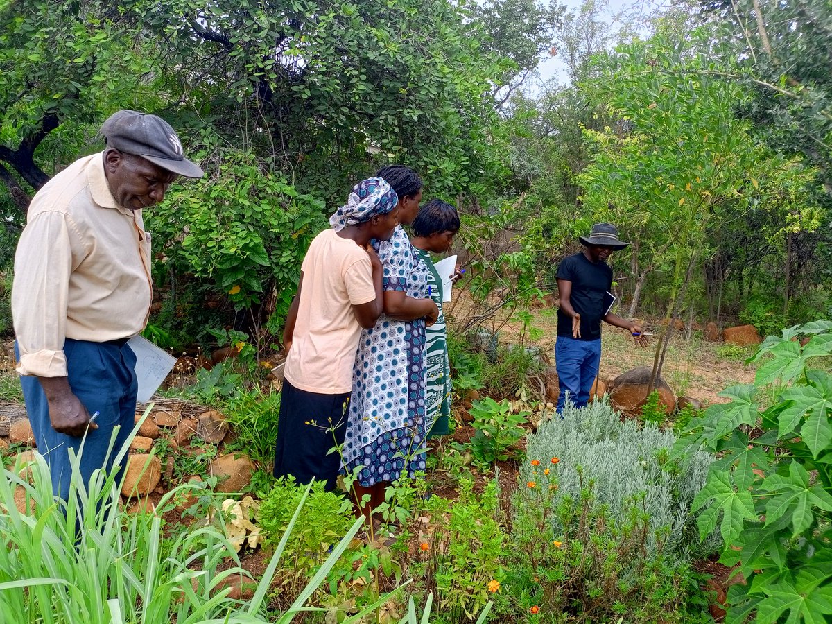 By strategically planting trees alongside crops and livestock, agroforestry contributes to the livelihoods of local farmers while also balancing global ecosystems and agricultural systems