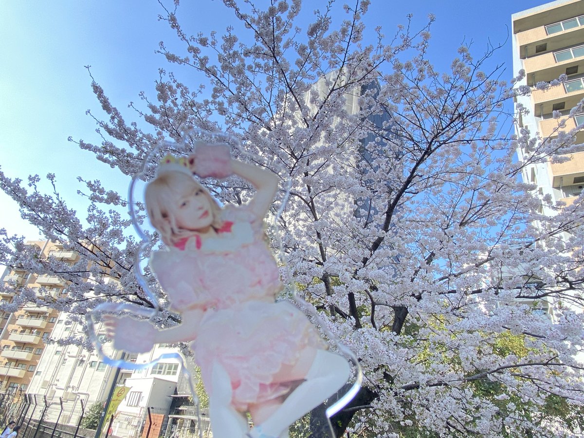 「桜が満開で綺麗だよー!!りあちゃん!! 」|あさむぎのイラスト