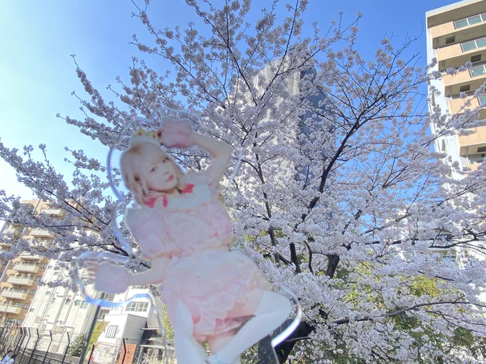 桜が満開で綺麗だよー!!りあちゃん!! 