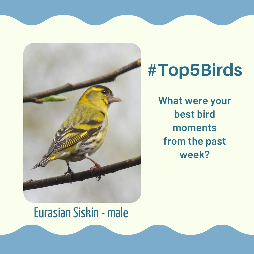 Tell me your #Top5Birds or bird moments from the past week. Mine: 1.Beautiful Siskins in the sunshine 2.Learning the call of Brambling then seeing them And in Dorset: 1. Seeing the 1st Swallows of the year 2. And the 1st House Martin 3. And the 1st Osprey!