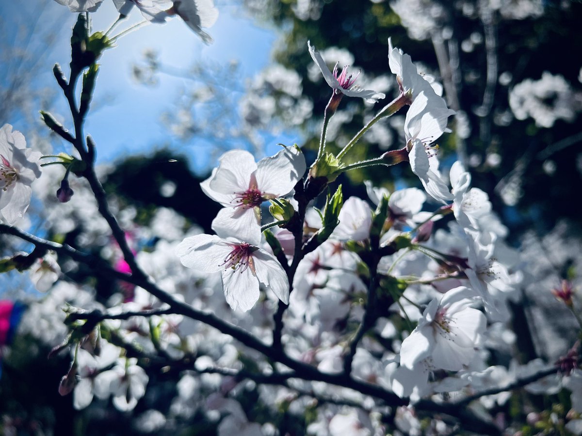 「昨日の新宿御苑の桜は間に合わなかったので隅田公園で補填した 」|篠田利隆/VRC:dshino(しのだ)のイラスト