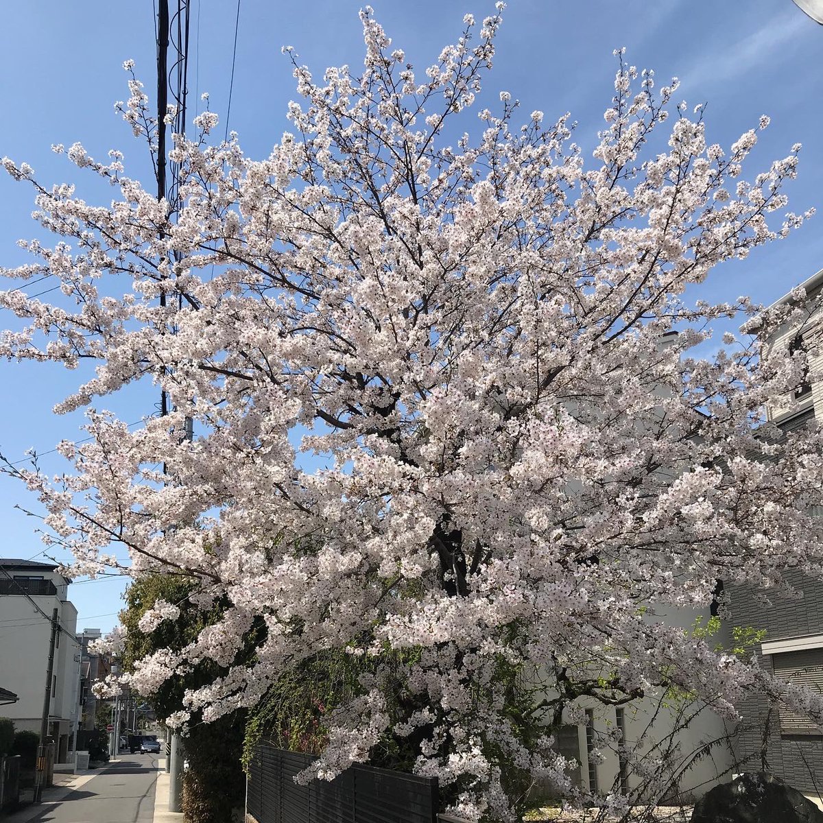 busaichedelic's tweet photo. Enjoying cherry blossoms and a South Asian lunch plate @kafeAyam . 昼間の��見と東南アジア弁当。
#cherryblossomviewing
#japanlife
#japanlifestyle
#foodie
#williamallingham
#poem
#poetry
#aeolianharp
#afternoonwalk
#桜
#昼飲み
#英文
#英詩
#ウィリアムアリンガム
#昼散歩 https://t.co/gKSXK6uumj