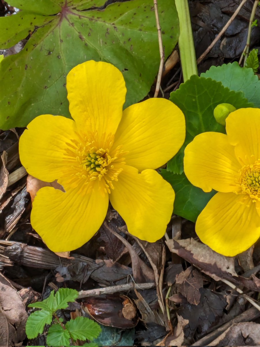 Marsh marigolds #SundayYellow #TwitterNatureCommunity #DailyFlowers