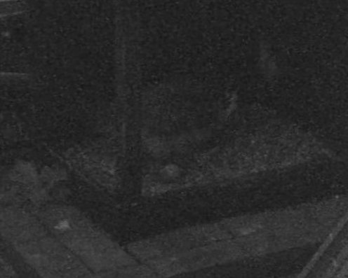 Morden Peregrines. Great news! We have our first egg this year! The falcon went into the box at 21.09 last night and the egg was laid at 23.21. The 2nd/3rd images are of the moment it was laid, and then a better view of it a few seconds later when the falcon moved.
