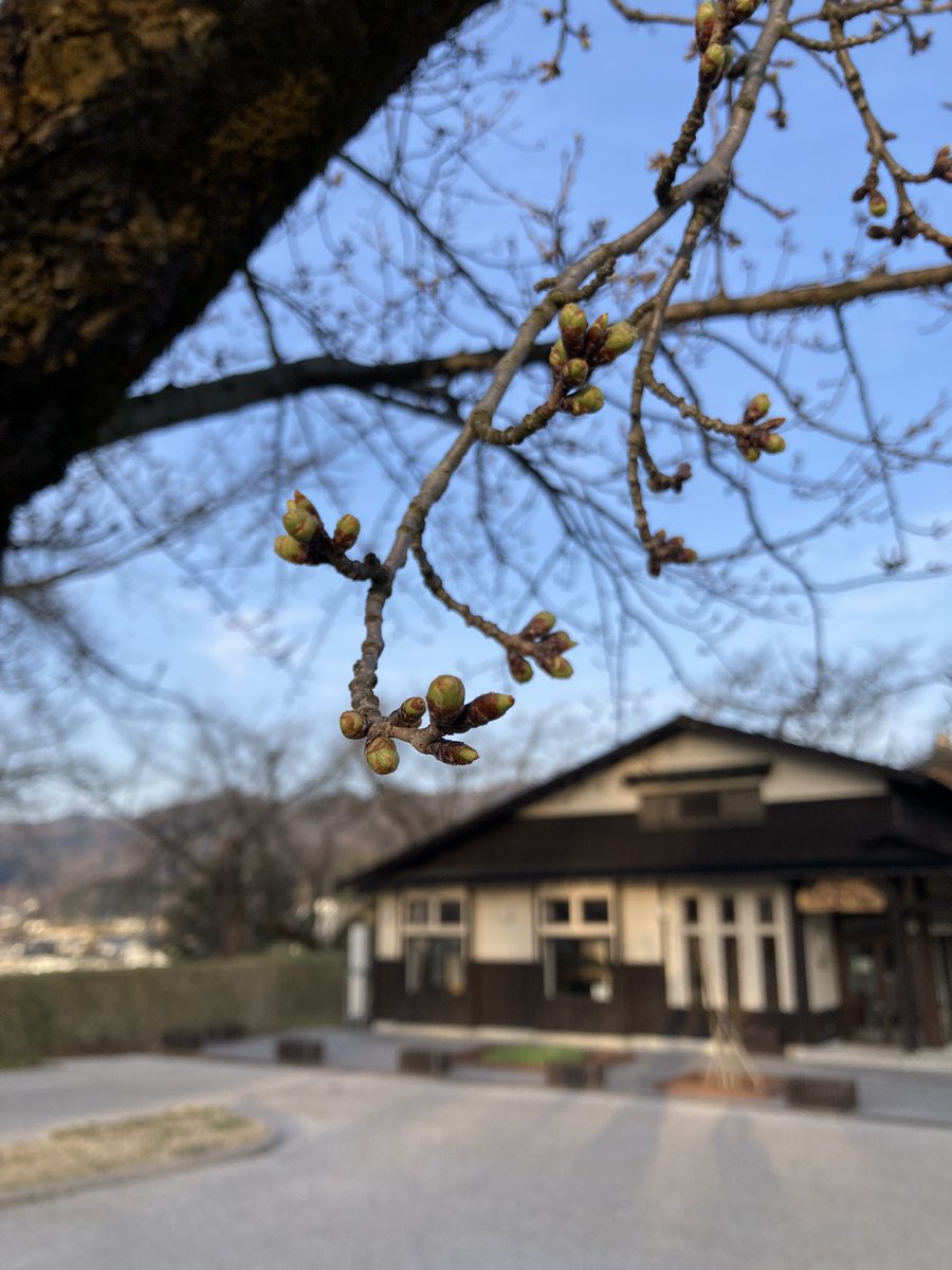 m_masked's tweet photo. ４月７日の飯山城址公園の桜状況。
まだまだかな？ https://t.co/E8FkZXiI7R