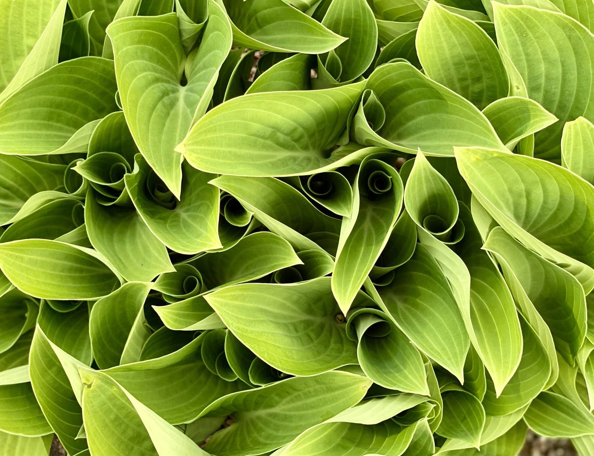 I like this point in the year as the hostas unfurl.