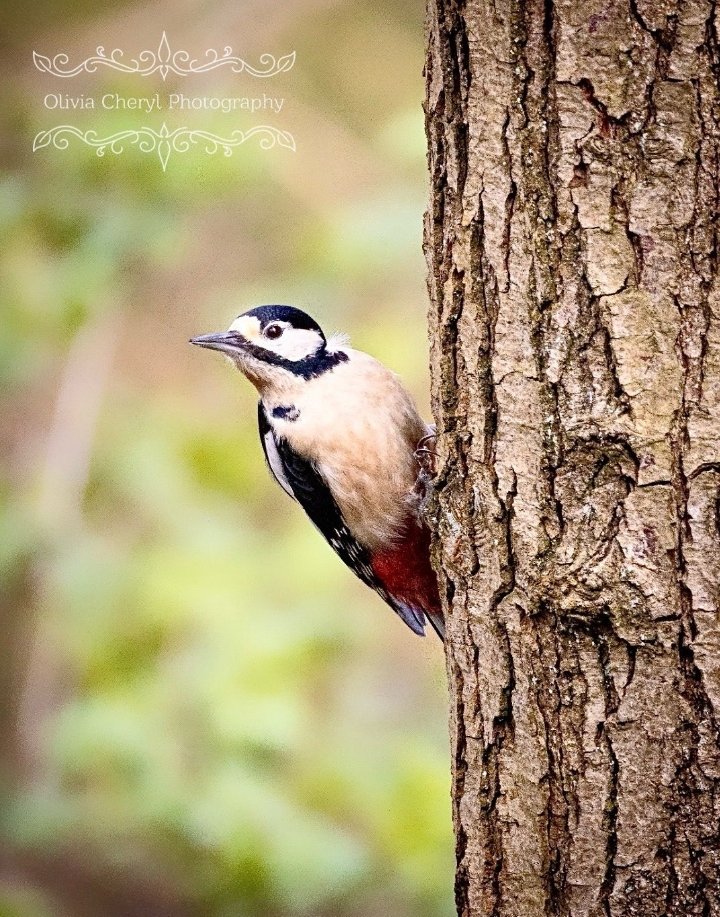 Good morning, wonderful woodpecker ❤️🖤🤍have a lovely Sunday!  #daughterpic #sundayvibes