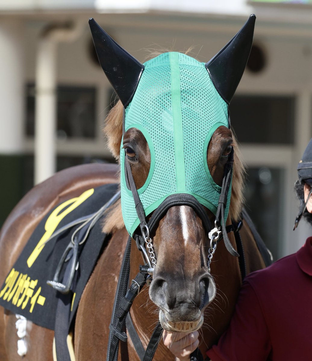 ねこねこ🐱🐴 (@nekoneko725417) / Posts / X