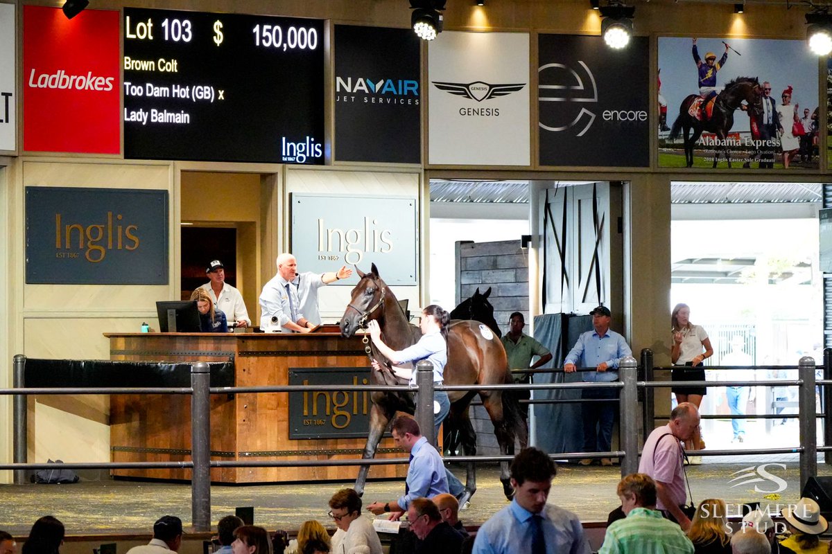 Well done @Fernie_Racing on your purchase of Lot 103 of the @SledmereStud @inglis_sales Easter Yearling Sale draft. This racy son of Too Darn Hot (GB) looks outstanding value at $150K hailing from the world celebrated Niarchos female family of Machiavellian, Coup De Genie et al!