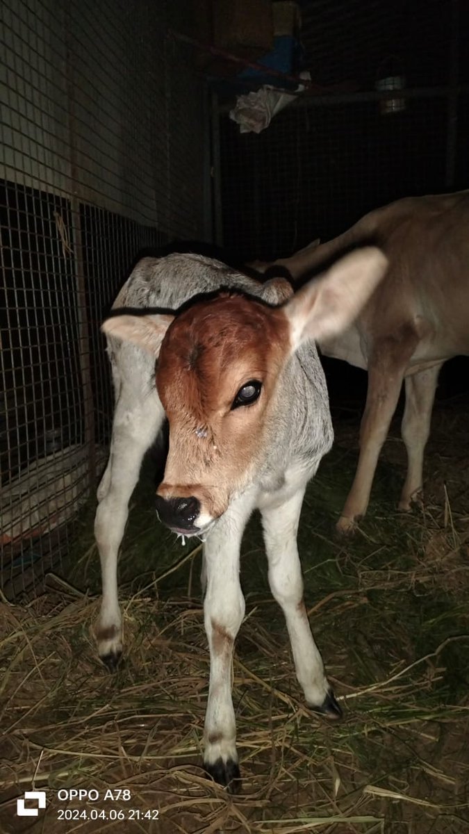 A dying cow's call for an ambulance in Medavakkam went to deaf ears. The abandoned cow gave birth on Friday evening and had heavy postpartum bleeding, and died on Saturday. At 10.30pm, @Arjunsh25031819, a resident nearby, called 1962, for an animal ambulance. 'They told me they…